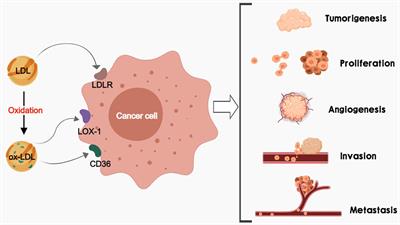 Involvement of LDL and ox-LDL in Cancer Development and Its Therapeutical Potential